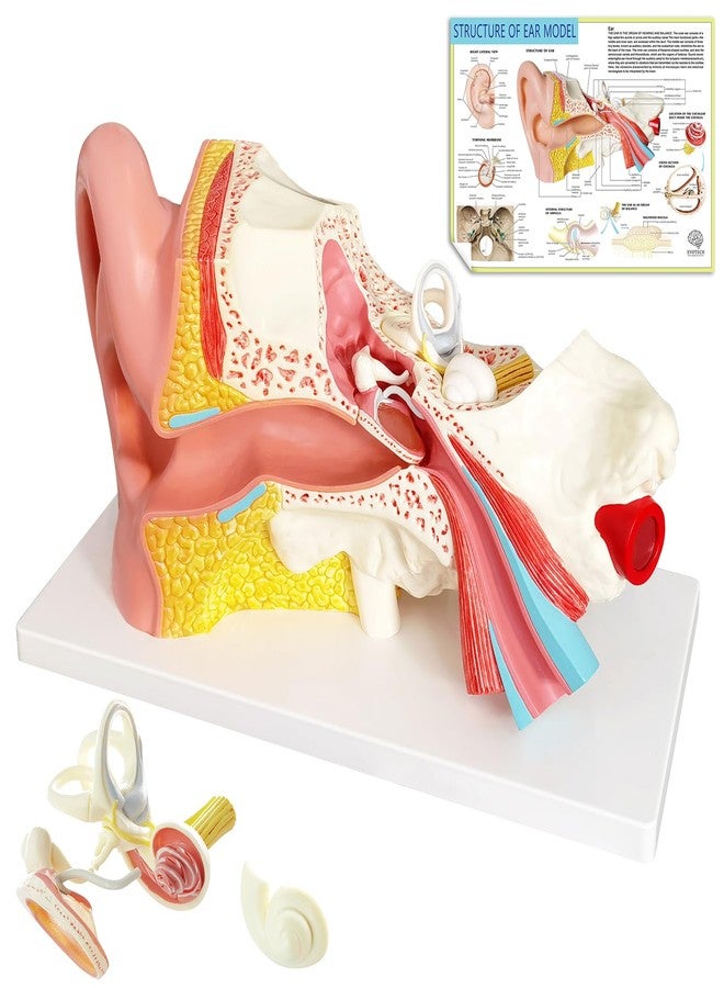 EVOTECH SCIENTIFIC Human Ear Model Anatomy, 4 Parts 3X Enlarged Anatomical Model of Ear Display Outer, Middle, Inner Ear Model for Medical Anatomy and Physiology Study Teaching with Base - Image 1